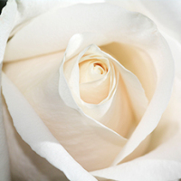 White rose