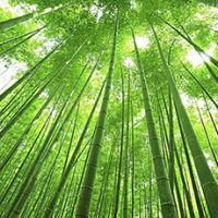 bamboo