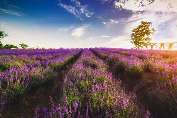 Where is perfume produced in France?